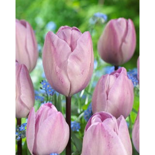 Tulipan Jacuzzi - GIGA paczka! - 250 szt.