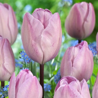 Tulipan Jacuzzi - duża paczka! - 50 szt.