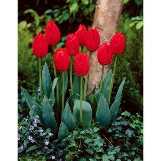 Tulipan Lefeber's Memory - GIGA paczka! - 250 szt.