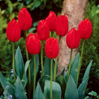 Tulipan Lefeber's Memory - GIGA paczka! - 250 szt.