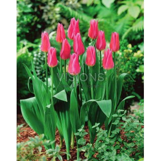 Tulipan Lilyrosa - 5 szt.