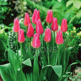 Tulipan Lilyrosa - 5 szt.