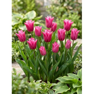 Tulipan Lilyrosa - duża paczka! - 50 szt.
