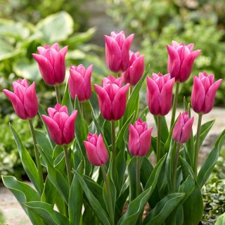 Tulipan Lilyrosa - duża paczka! - 50 szt.