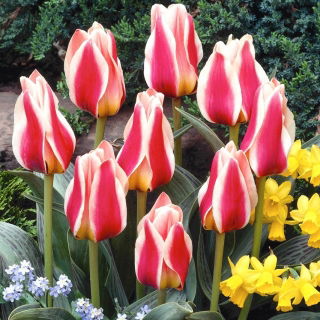 Tulipan Mary Ann - 5 szt.