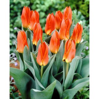 Tulipan Orange Glow - 5 szt.
