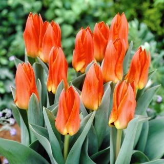 Tulipan Orange Glow - 5 szt.