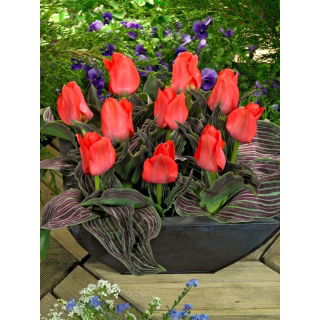 Tulipan Oratorio - duża paczka! - 50 szt.