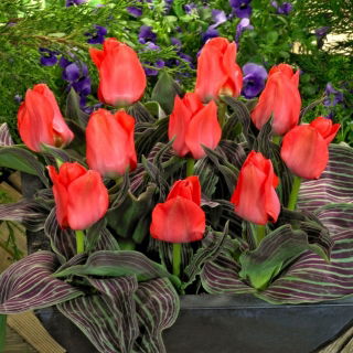 Tulipan Oratorio - 5 szt.