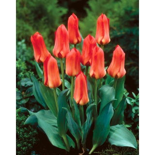 Tulipan Oriental Beauty - 5 szt.