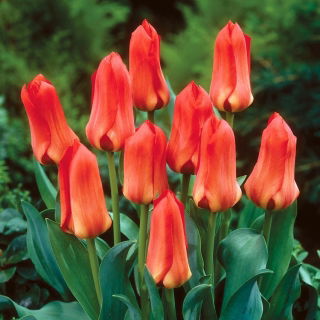 Tulipan Oriental Beauty - 5 szt.