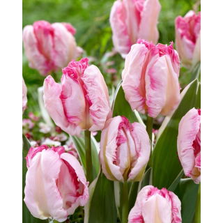 Tulipan Parrot Pinkvision - 5 szt.