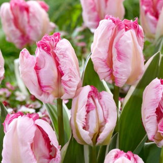 Tulipan Parrot Pinkvision - 5 szt.