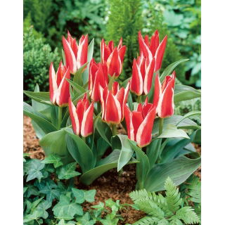 Tulipan Pinocchio - 5 szt.