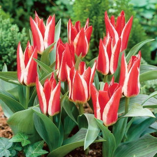 Tulipan Pinocchio - 5 szt.