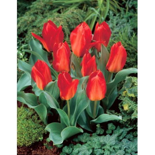 Tulipan Princeps - 5 szt.