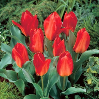 Tulipan Princeps - 5 szt.