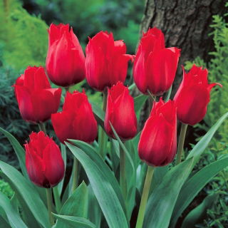 Tulipan Princesse Charmante - duża paczka! - 50 szt.
