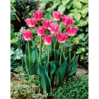 Tulipan Joy of Spring - 5 szt.