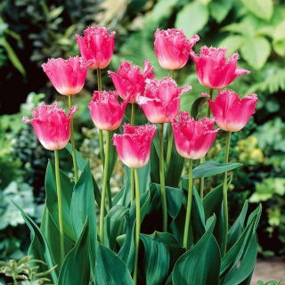 Tulipan Joy of Spring - 5 szt.