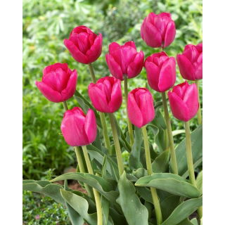 Tulipan Purk - GIGA paczka! - 250 szt.