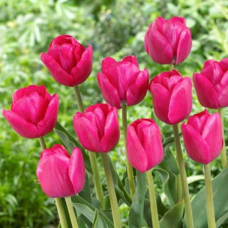 Tulipan Purk - duża paczka! - 50 szt.