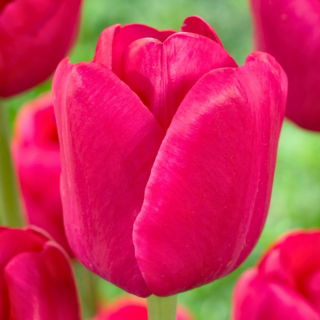 Tulipan Purk - 5 szt.