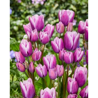 Tulipan Purple Elegance - duża paczka! - 50 szt.