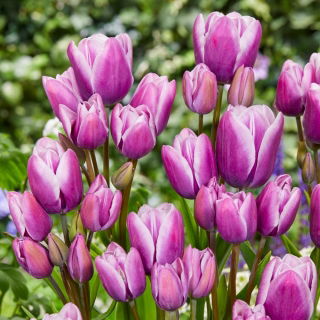 Tulipan Purple Elegance - GIGA paczka! - 250 szt.