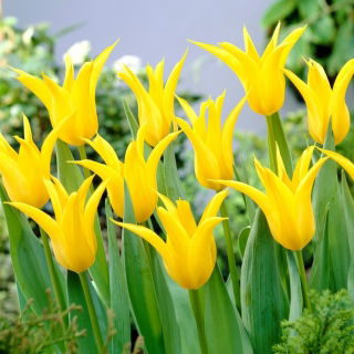 Tulipan Schiedam - GIGA paczka! - 250 szt.
