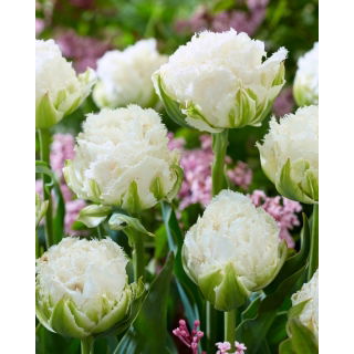 Tulipan Snow Crystal - duża paczka! - 50 szt.