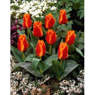 Tulipan Sun Dance - duża paczka! - 50 szt.