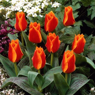 Tulipan Sun Dance - GIGA paczka! - 250 szt.