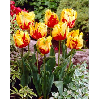 Tulipan Texas Flame - duża paczka! - 50 szt.