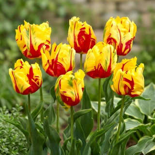 Tulipan Texas Flame - duża paczka! - 50 szt.
