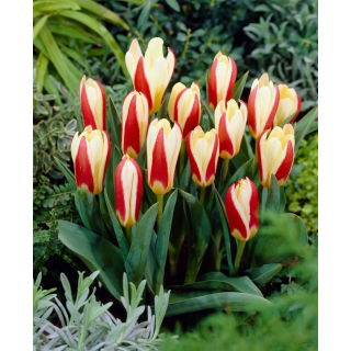 Tulipan The First - duża paczka! - 50 szt.