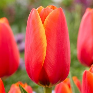 Tulipan World Favourite - 5 szt.