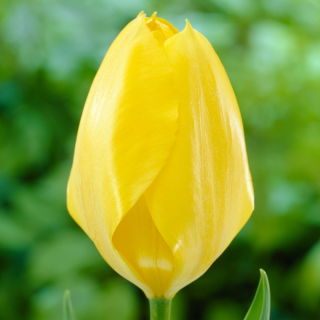 Tulipan Yellow Purissima - 5 szt.