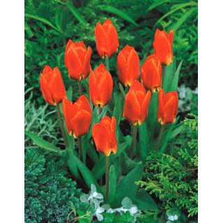 Tulipan Princess Household - duża paczka! - 50 szt.