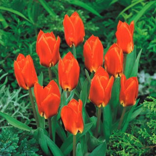 Tulipan Princess Household - duża paczka! - 50 szt.