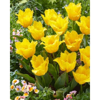 Tulipan Stuttgart - duża paczka! - 50 szt.