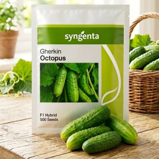 Ogórek gruntowy Octopus F1 500 nasion - Syngenta