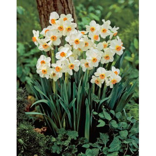Narcyz Geranium - GIGA paczka! - 250 szt.