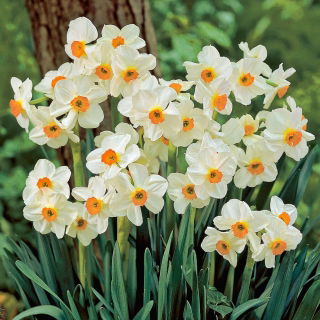 Narcyz Geranium - GIGA paczka! - 250 szt.