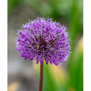 Czosnek ozdobny Shing - 3 szt.