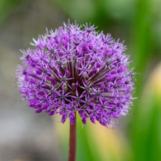 Czosnek ozdobny Shing - duża paczka! - 30 szt.