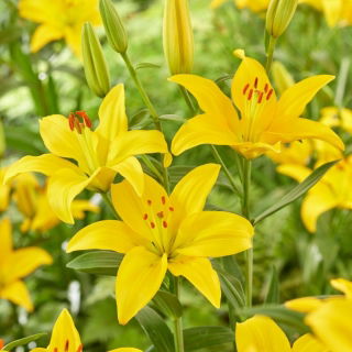 Lilia azjatycka - Rapid Yellow - duża paczka! - 10 szt.