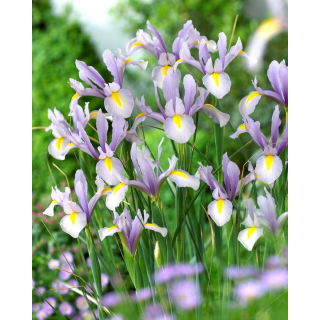 Irys holenderski - King Mauve - 10 szt.