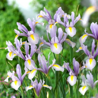 Irys holenderski - King Mauve - 10 szt.