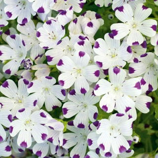 Porcelanka plamista